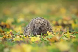 Erinaceus: European hedgehog (Erinaceus europaeus) on a garden