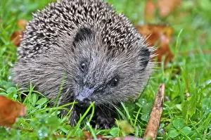 Afraid: European hedgehog (Erinaceus europaeus) in grass