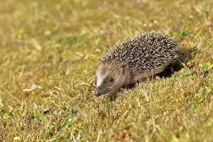 Hedgehog: European hedgehog (erinaceus europaeus), juvenile