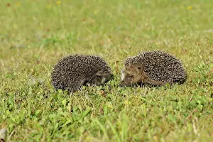Insectivore: European hedgehog (erinaceus europaeus), two juveniles