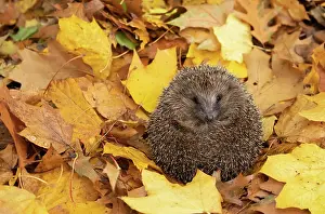 Rolled: European hedgehog (Erinaceus europaeus) laying on