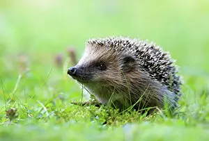 Erinaceus: European hedgehog (Erinaceus europaeus) in the meadow