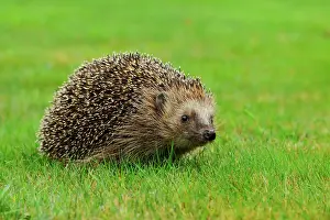 Erinaceus: European hedgehog (Erinaceus europaeus), in a meadow