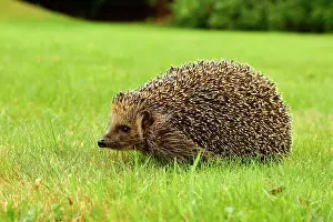 Erinaceus: European hedgehog (Erinaceus europaeus), in a meadow