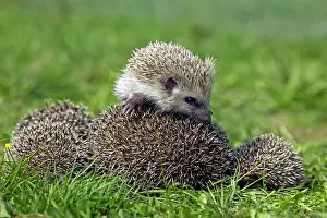 Defensive: EUROPEAN HEDGEHOG (erinaceus europaeus), MOTHER
