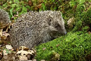 Erinaceus: European Hedgehog (erinaceus europaeus), Normandy