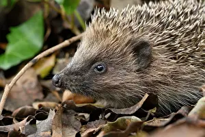 Spines: European hedgehog (Erinaceus europaeus) Portrait