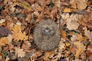 Defensive: European hedgehog (Erinaceus europaeus) rolled up