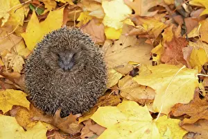 Erinaceus: European hedgehog (Erinaceus europaeus) sleeping