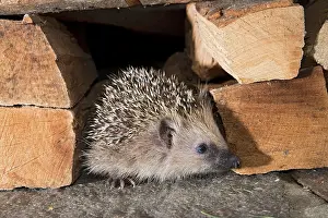 Erinaceus: European hedgehog (Erinaceus europaeus), Tyrol
