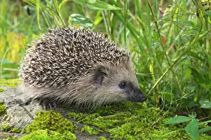 Erinaceus: European hedgehog (Erinaceus europaeus), Tyrol
