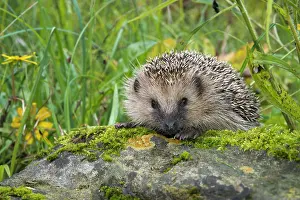 Erinaceus: European hedgehog (Erinaceus europaeus), Tyrol
