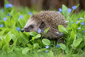 Hedgehog: European Hedgehog (Erinaceus europeaus) amidst