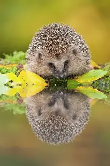 Hedgehog: European Hedgehog (Erinaceus europeaus) sitting