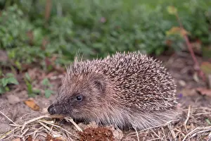 050221: European Hedgehog in garden flower border - Norfolk