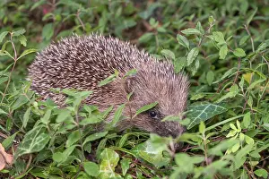 050221: European Hedgehog in garden flower border - Norfolk