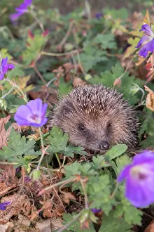 050221: European Hedgehog in garden flower border - Norfolk