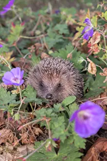 050221: European Hedgehog in garden flower border - Norfolk