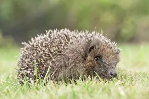 Hedgehog: European hedgehog on garden lawn
