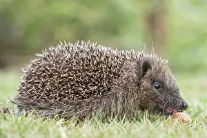 Hedgehog: European hedgehog on garden lawn