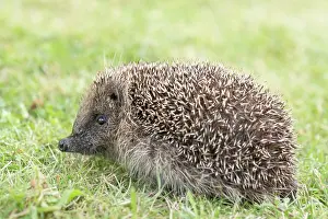 Hedgehog: European hedgehog on garden lawn
