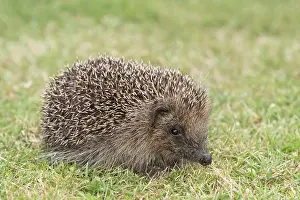 Hedgehog: European hedgehog on garden lawn