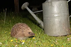Hedgehogs: European Hedgehog on grass lawn
