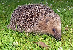 Erinaceus: European Hedgehog on grass lawn