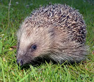 Erinaceus: European Hedgehog on grass lawn
