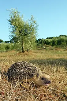 Giacomo Radi: European Hedgehog - in habitat