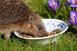 Ticks: European Hedgehog - head covered with ticks, after