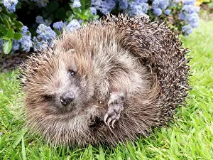 Hedgehog: European Hedgehog - male uncurling - UK