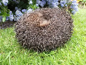 Hedgehog: European Hedgehog - male uncurling - UK