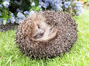 Hedgehog: European Hedgehog - male uncurling - UK