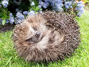 Hedgehog: European Hedgehog - male uncurling - UK