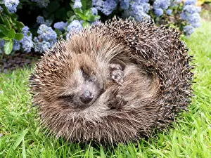 Hedgehog: European Hedgehog - male uncurling - UK