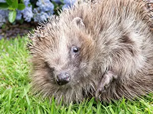 Hedgehog: European Hedgehog - male uncurling - UK