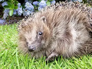 Hedgehog: European Hedgehog - male uncurling - UK