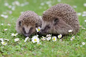 Hedgehog: European Hedgehogs (Erinaceus europeaus) in the