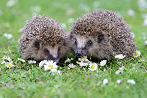 Hedgehog: Two European Hedgehogs (Erinaceus europeaus) in