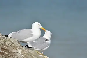 Ault: European Herring Gull