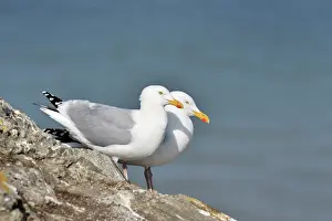 Ault: European Herring Gull