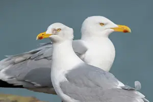 Argentatus: European Herring Gull
