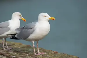 Argentatus: European Herring Gull