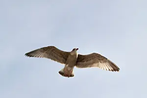 Helder: European Herring Gull