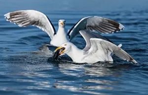Flatanger: European Herring Gull