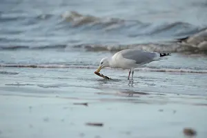 Argentatus: European Herring Gull