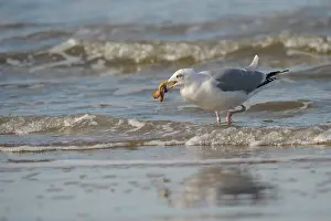 Argentatus: European Herring Gull