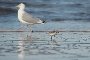 Argentatus: European Herring Gull