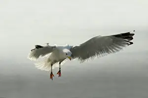 Argentatus: European Herring Gull